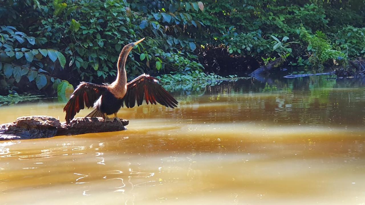 Green Macaw Hostel Тортугеро Экстерьер фото
