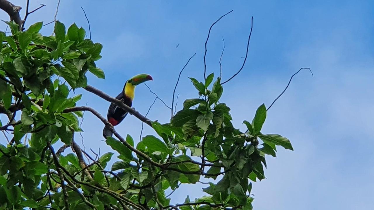 Green Macaw Hostel Тортугеро Экстерьер фото