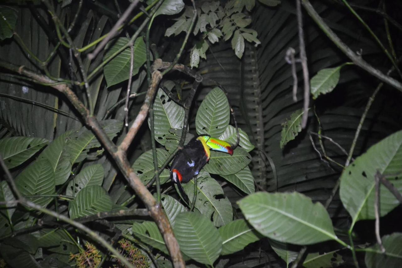 Green Macaw Hostel Тортугеро Экстерьер фото