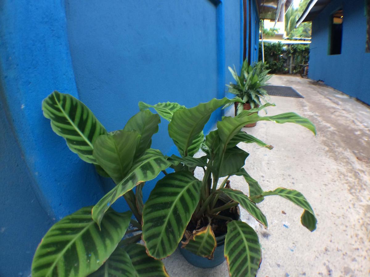Green Macaw Hostel Тортугеро Экстерьер фото