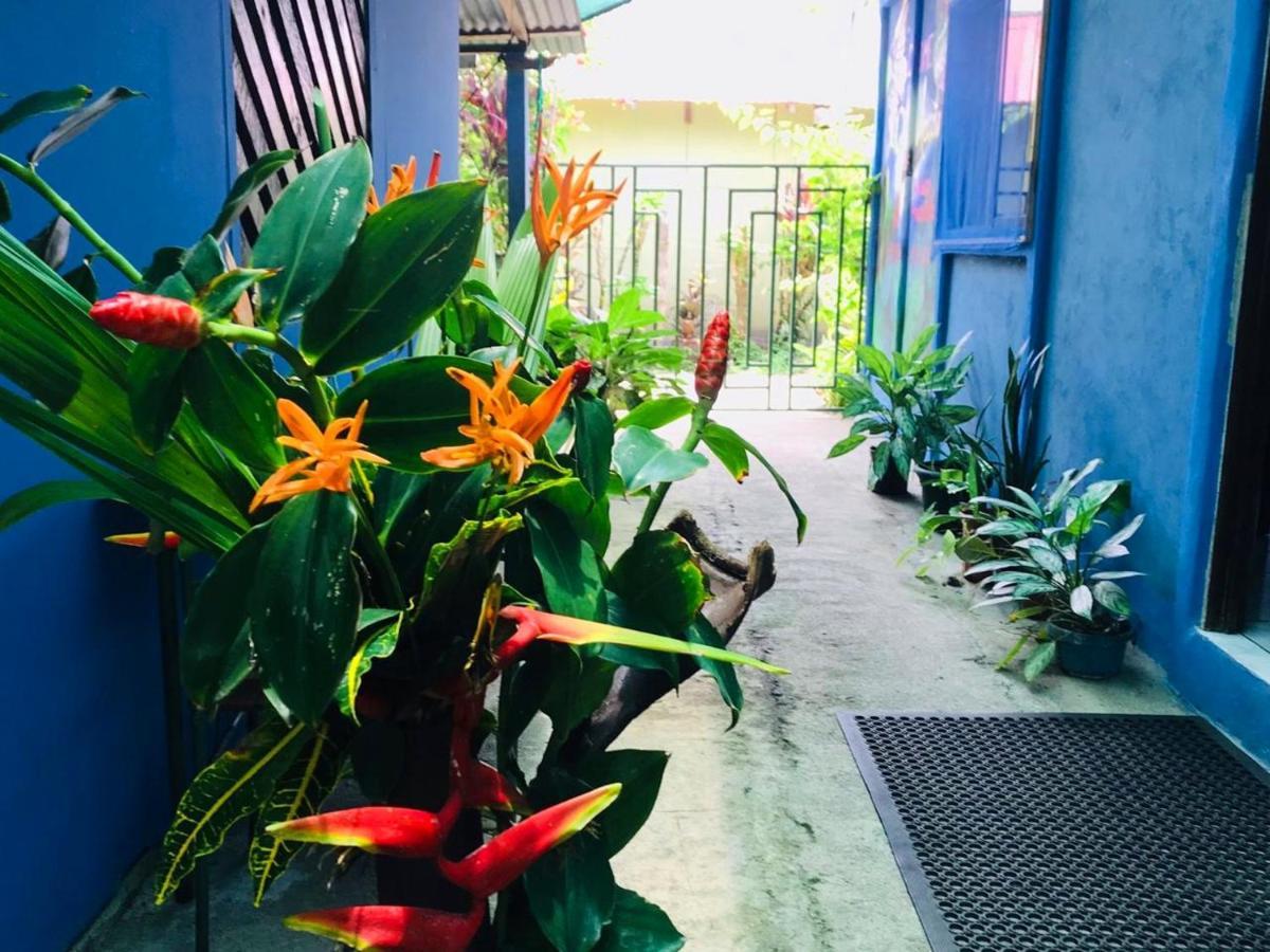 Green Macaw Hostel Тортугеро Экстерьер фото